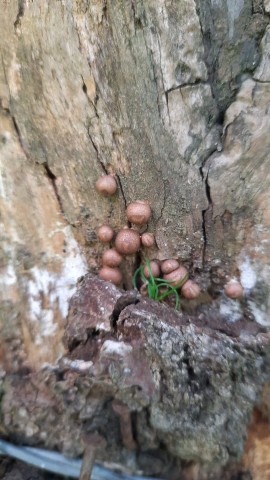 Lycogala epidendrum