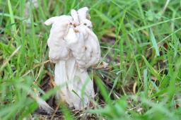 Helvella crispa