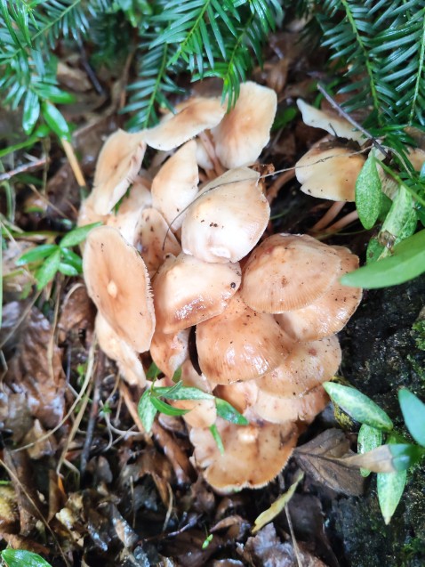 Gymnopus fusipes