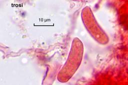 Vuilleminia comedens