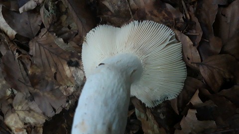 Russula virescens