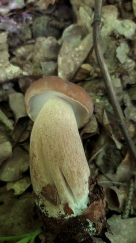 Boletus reticulatus