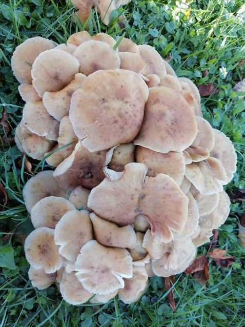 Armillaria mellea