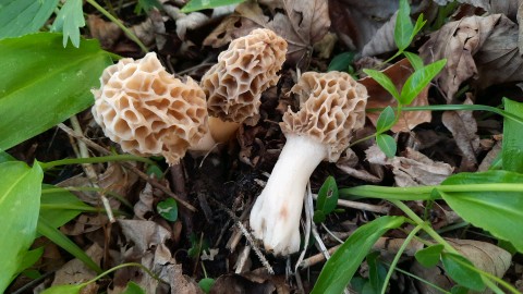 Morchella esculenta