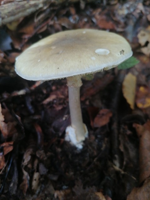 Amanita phalloides