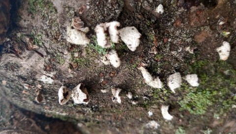 Schizophyllum commune