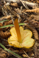 Hygrocybe persistens var. persistens