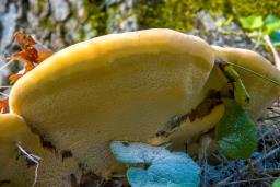 Vanderbylia fraxinea