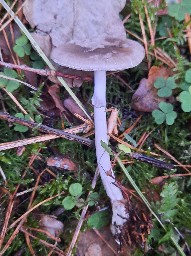 Amanita porphyria
