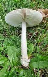 Amanita alseides