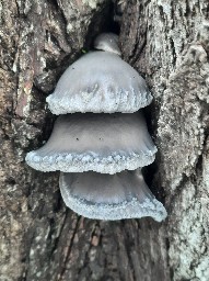 Pleurotus ostreatus