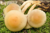 Hypholoma fasciculare