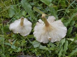 Infundibulicybe costata
