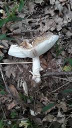 Amanita pantherina