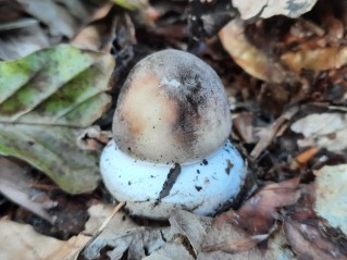 Macrolepiota procera