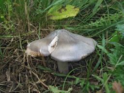 Entoloma bloxamii