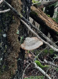 Fomitopsis betulina