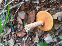 Suillus tridentinus