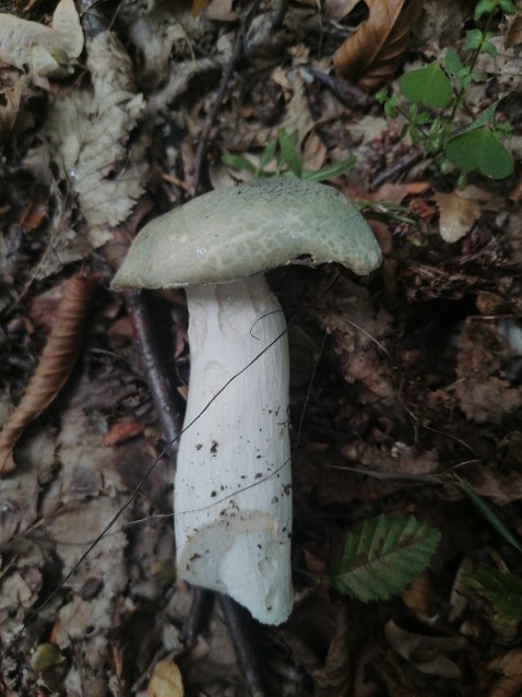 Russula virescens