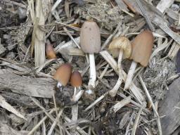 Parasola auricoma