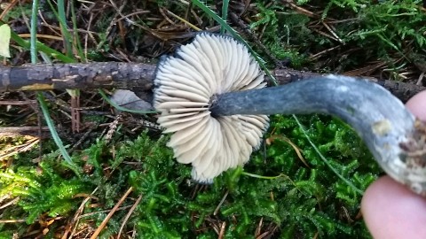 Entocybe nitida