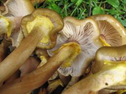 Armillaria gallica