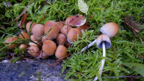 Coprinellus micaceus