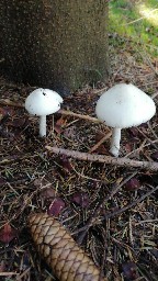 Amanita virosa