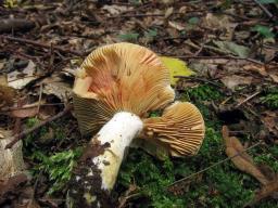 Lactarius acris