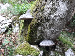 Fomes fomentarius