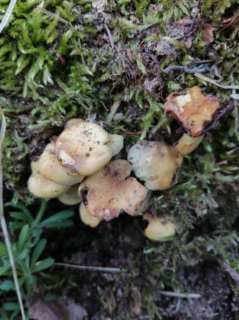 Hypholoma fasciculare