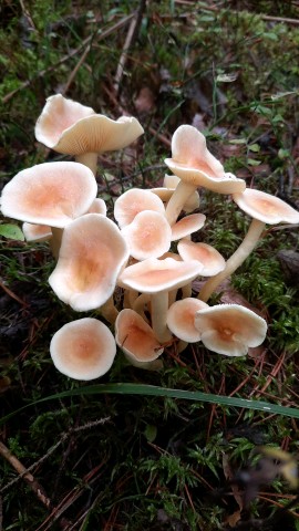 Hypholoma fasciculare
