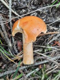 Lactarius aurantiacus