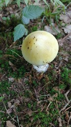 Amanita phalloides