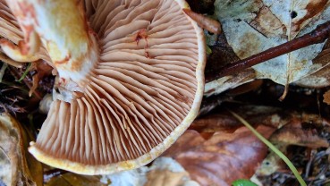 Cortinarius bolaris