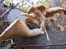 Pleurotus ostreatus