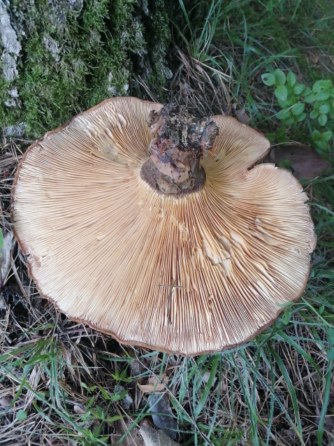Tapinella atrotomentosa