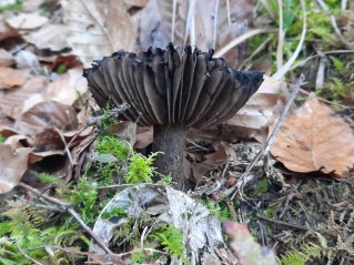 Russula nigricans