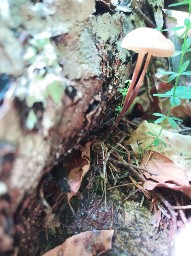 Marasmius torquescens