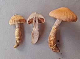 Cortinarius torvus