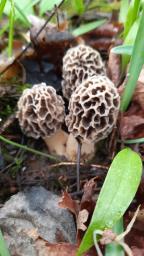 Morchella esculenta