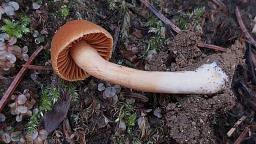 Cortinarius orellanus