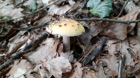 Amanita gemmata