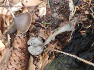 Mycena plumipes