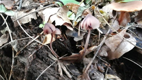 Mycena haematopus