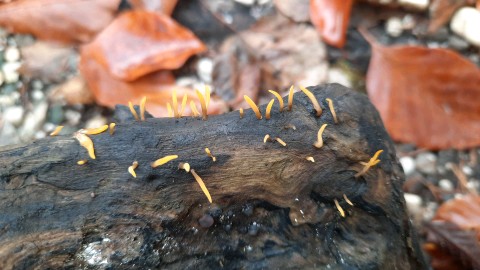 Calocera cornea