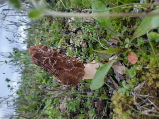 Morchella esculenta