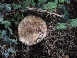 Agaricus langei