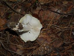 Tricholoma arvernense