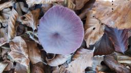 Laccaria amethystina